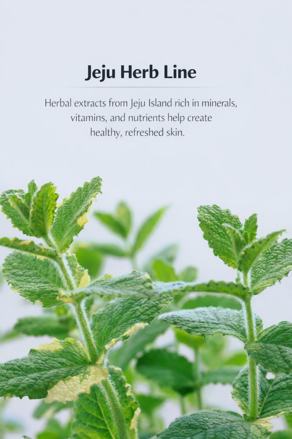 Charmzone Silky Veil Velvet Cream